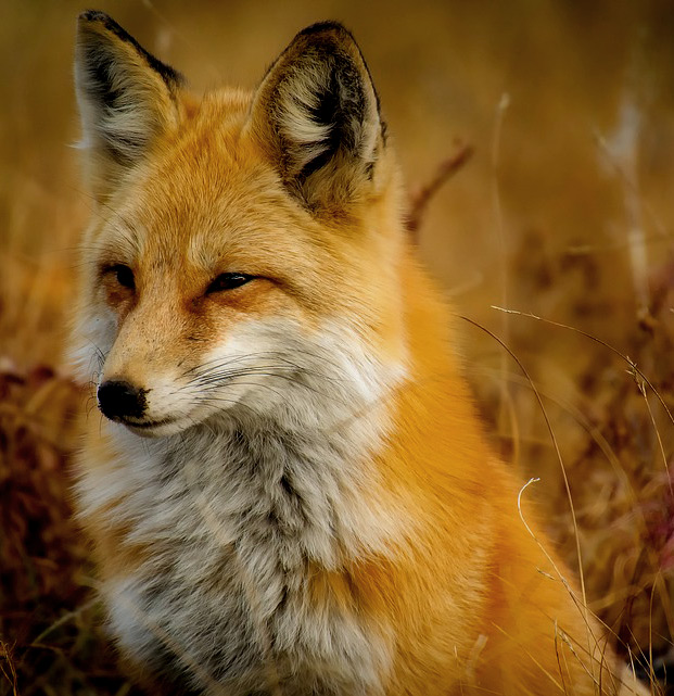 Fox sitting